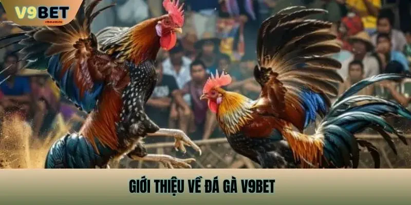 Giới thiệu về Đá Gà v9bet